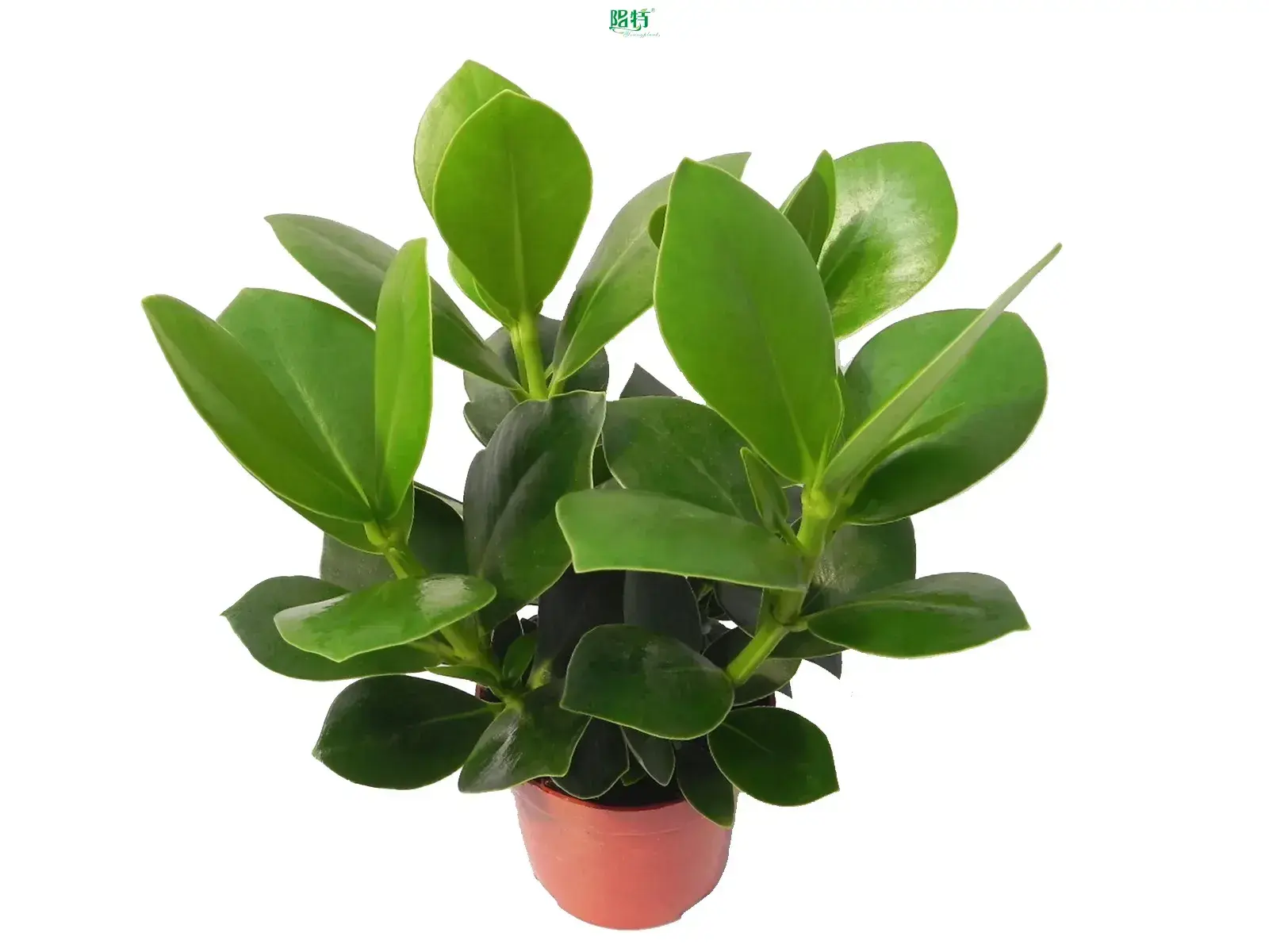 Custom clusia princess Factory Manufacturer | Youngplants 1