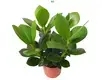 Custom clusia princess Factory Manufacturer | Youngplants 1