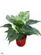 Custom alocasia types Supply Manufacturer | Youngplants 1