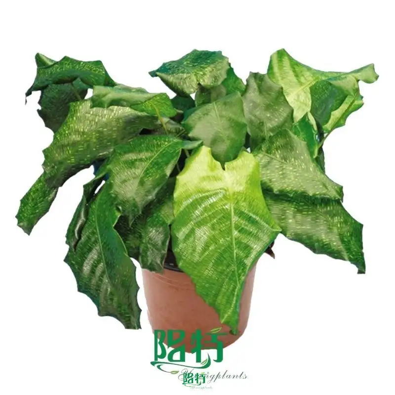 prayer plant brown edges on leaves at Wholesale Prices | Youngplants 1