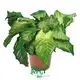 prayer plant brown edges on leaves at Wholesale Prices | Youngplants 1