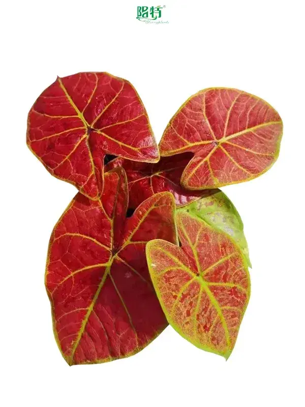Youngplants | High-quality white caladium Company 1