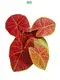 Youngplants | High-quality white caladium Company 1