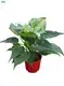 Custom alocasia rhizome Supply Manufacturer | Youngplants 1