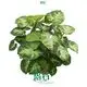 Youngplants | Best syngonium podophyllum white butterfly Factory 1