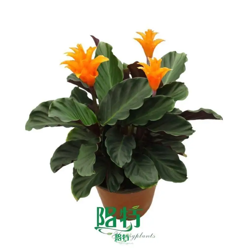 High-quality prayer plant watering Suppliers | Youngplants 1