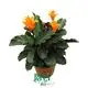High-quality prayer plant watering Suppliers | Youngplants 1