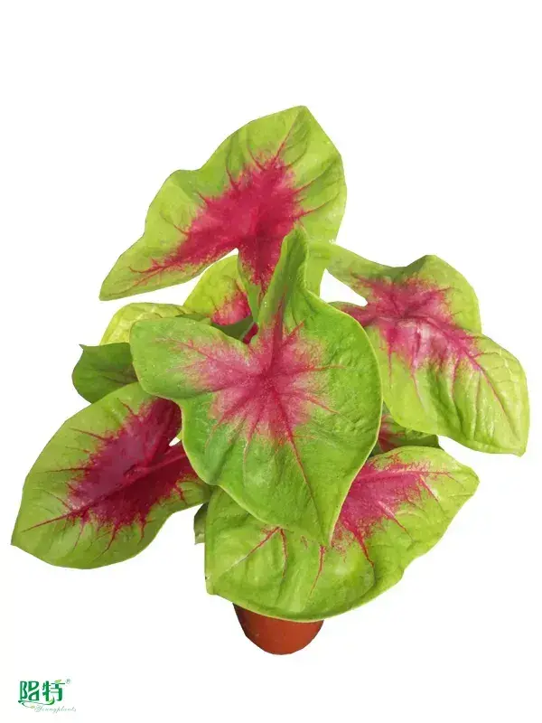Youngplants | Top live caladium plants for sale Supply 1