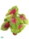 Youngplants | Top live caladium plants for sale Supply 1