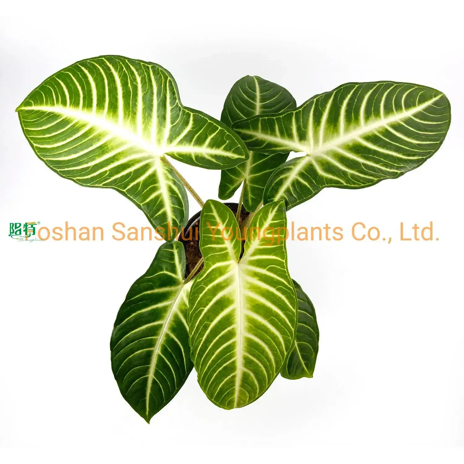 Hot-Sale xanthosoma Company | Youngplants 1
