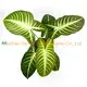 Hot-Sale xanthosoma Company | Youngplants 1