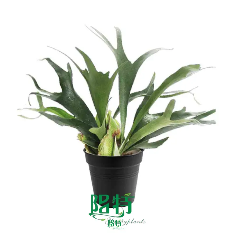 Youngplants | Hot-selling japanese painted fern Manufacturers 1