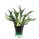 Youngplants | Hot-selling japanese painted fern Manufacturers 1