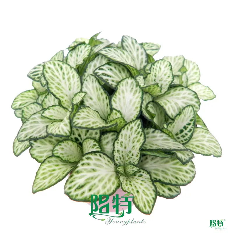 Top fittonia mix Suppliers | Youngplants 1