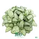 Top fittonia mix Suppliers | Youngplants 1