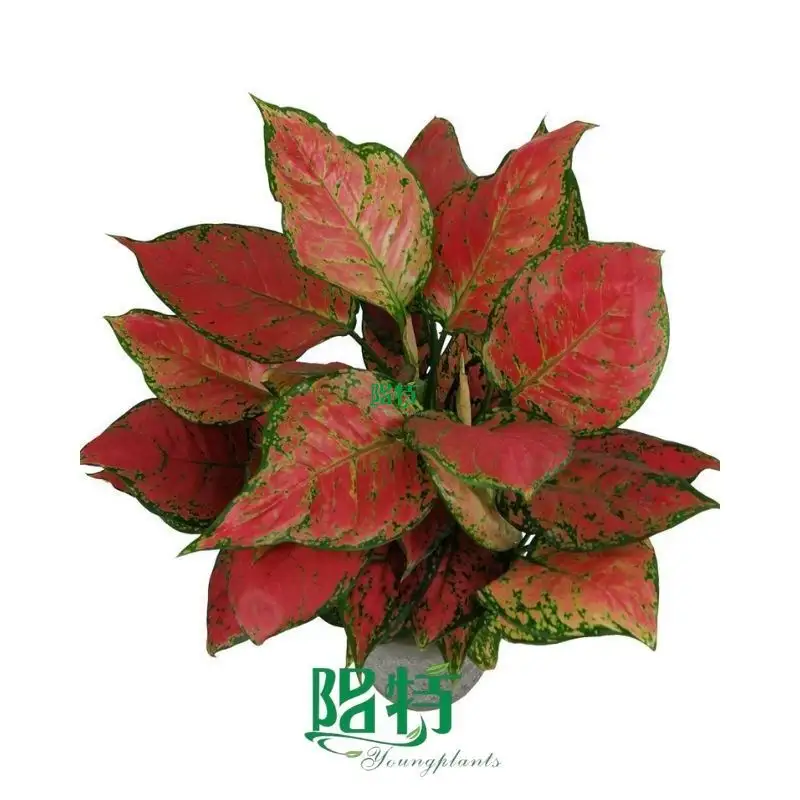 aglaonema pink at Wholesale Prices | Youngplants 1