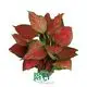 aglaonema pink at Wholesale Prices | Youngplants 1