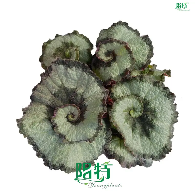 Top begonia rex flower Company | Youngplants 1
