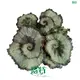 Top begonia rex flower Company | Youngplants 1