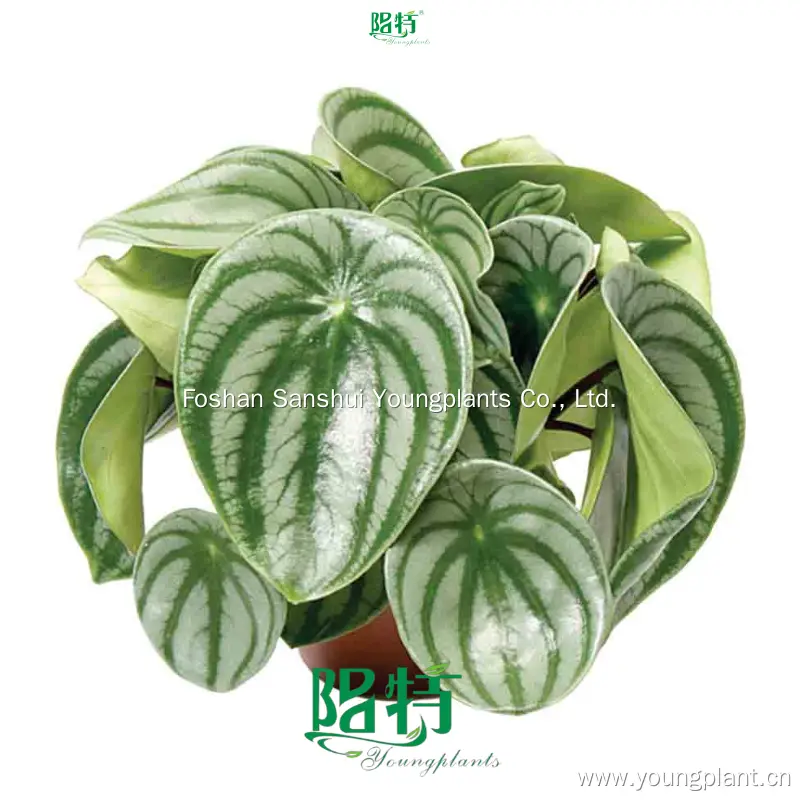 Hot-Sale variegated peperomia obtusifolia Manufacturers | Youngplants 1