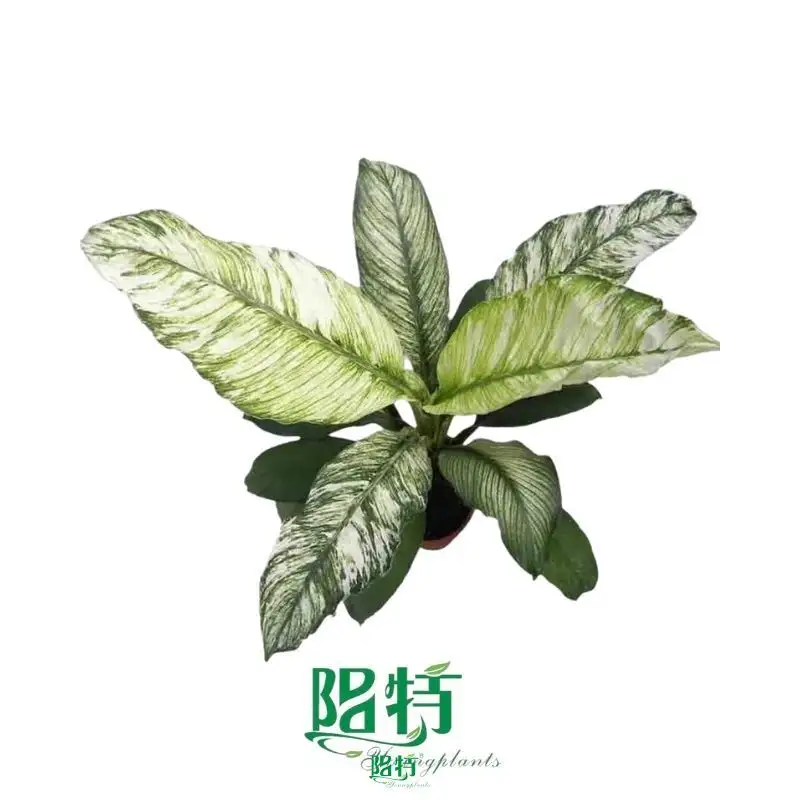 Best epipremnum Company | Youngplants 1
