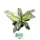 Best epipremnum Company | Youngplants 1