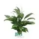 Youngplants | Hot-Sale spathiphyllum Factory 1