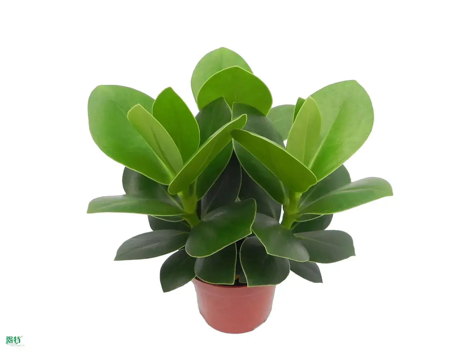 Best clusia rosea princess Factory | Youngplants 1