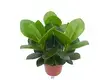 Youngplants | Hot-Sale clusia plant Company 1