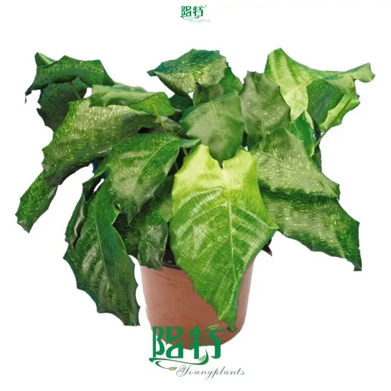 Youngplants | Hot-selling calathea maranta Factory 1