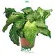 Youngplants | Hot-selling calathea maranta Factory 1