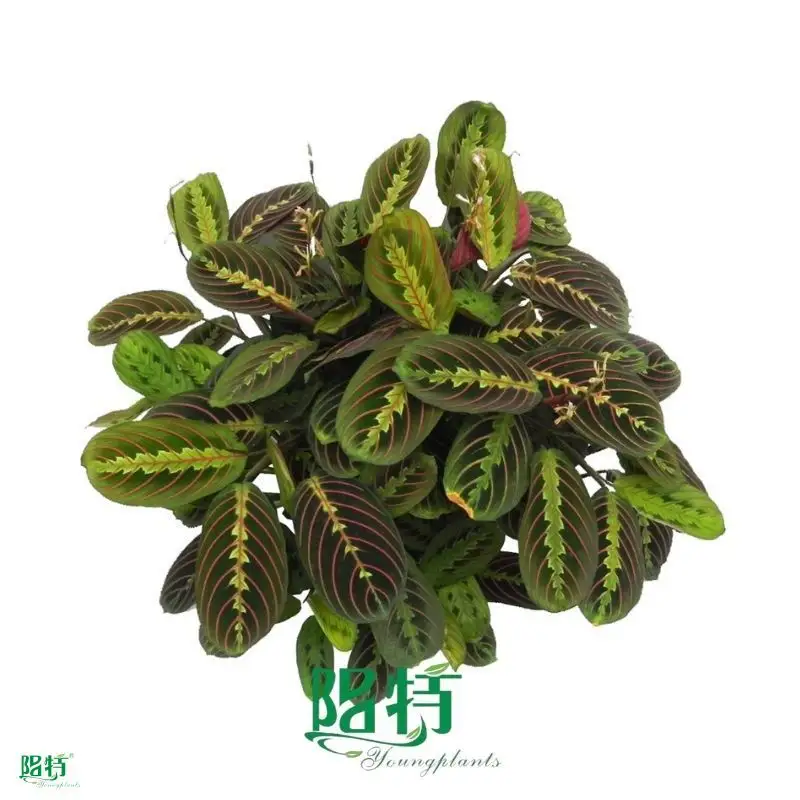 Custom prayer plant watering Manufacturers Manufacturer | Youngplants 1