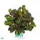 Custom prayer plant watering Manufacturers Manufacturer | Youngplants 1