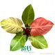 Custom pink princess seedling Supply Manufacturer | Youngplants 1