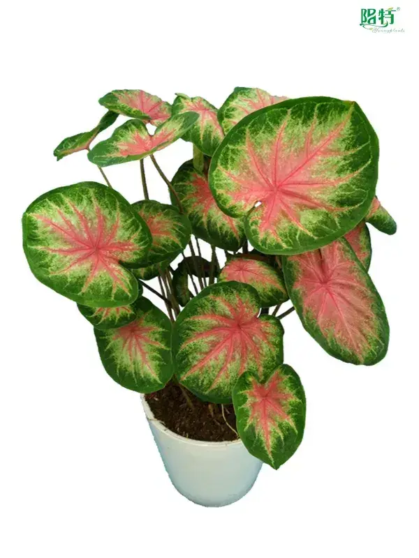 Custom caladium varieties Factory Manufacturer | Youngplants 1