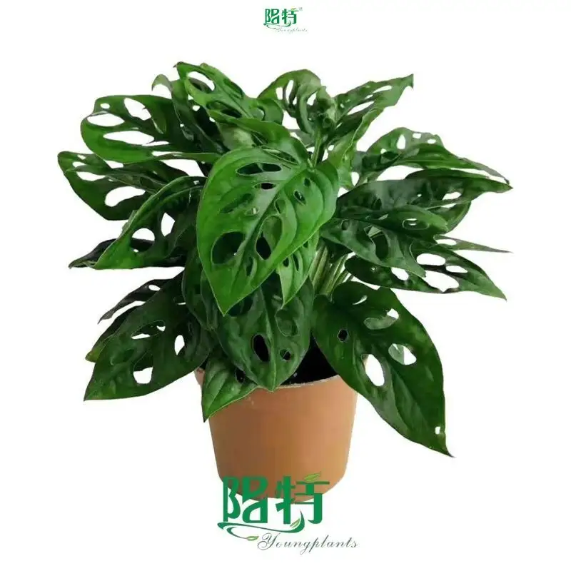 how to grow monstera deliciosa at Wholesale Prices | Youngplants 1