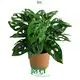 how to grow monstera deliciosa at Wholesale Prices | Youngplants 1