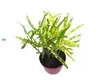 High-quality wood plants Manufacturers | Youngplants 1