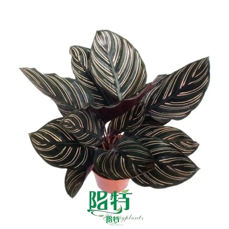 Custom a maranta Supply Manufacturer | Youngplants 1