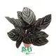 Custom a maranta Supply Manufacturer | Youngplants 1
