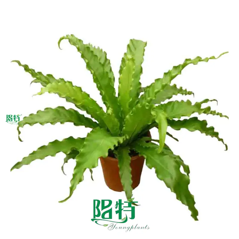 Custom plant tissue culture containers Supply Manufacturer | Youngplants 1