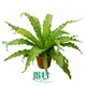 Custom plant tissue culture containers Supply Manufacturer | Youngplants 1