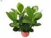 High-quality clusia kamerplant Company | Youngplants 1