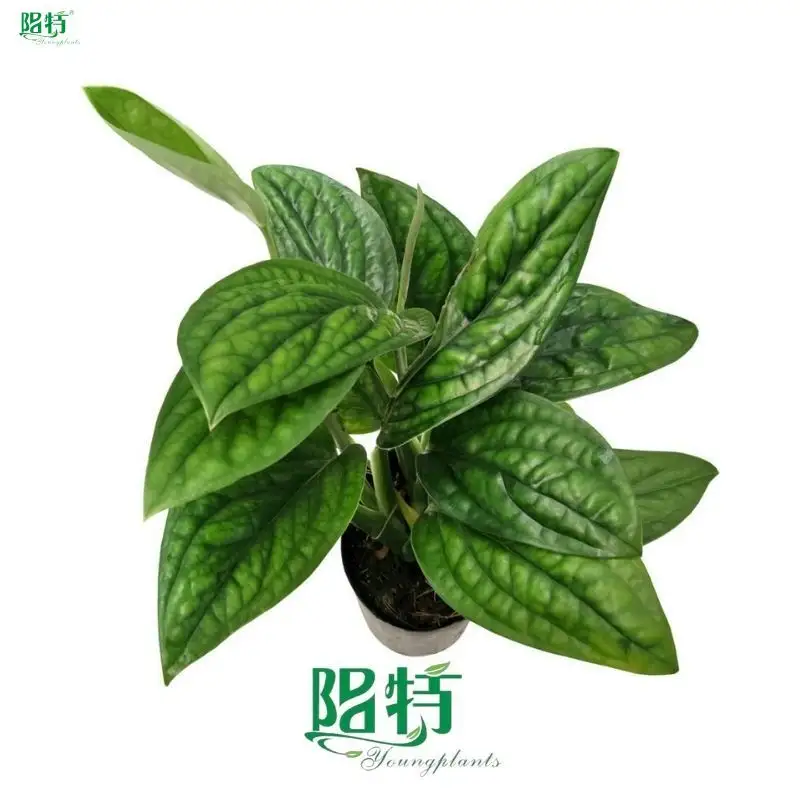 Custom wholesale variegated monstera Company Manufacturer | Youngplants 1