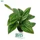 Custom wholesale variegated monstera Company Manufacturer | Youngplants 1