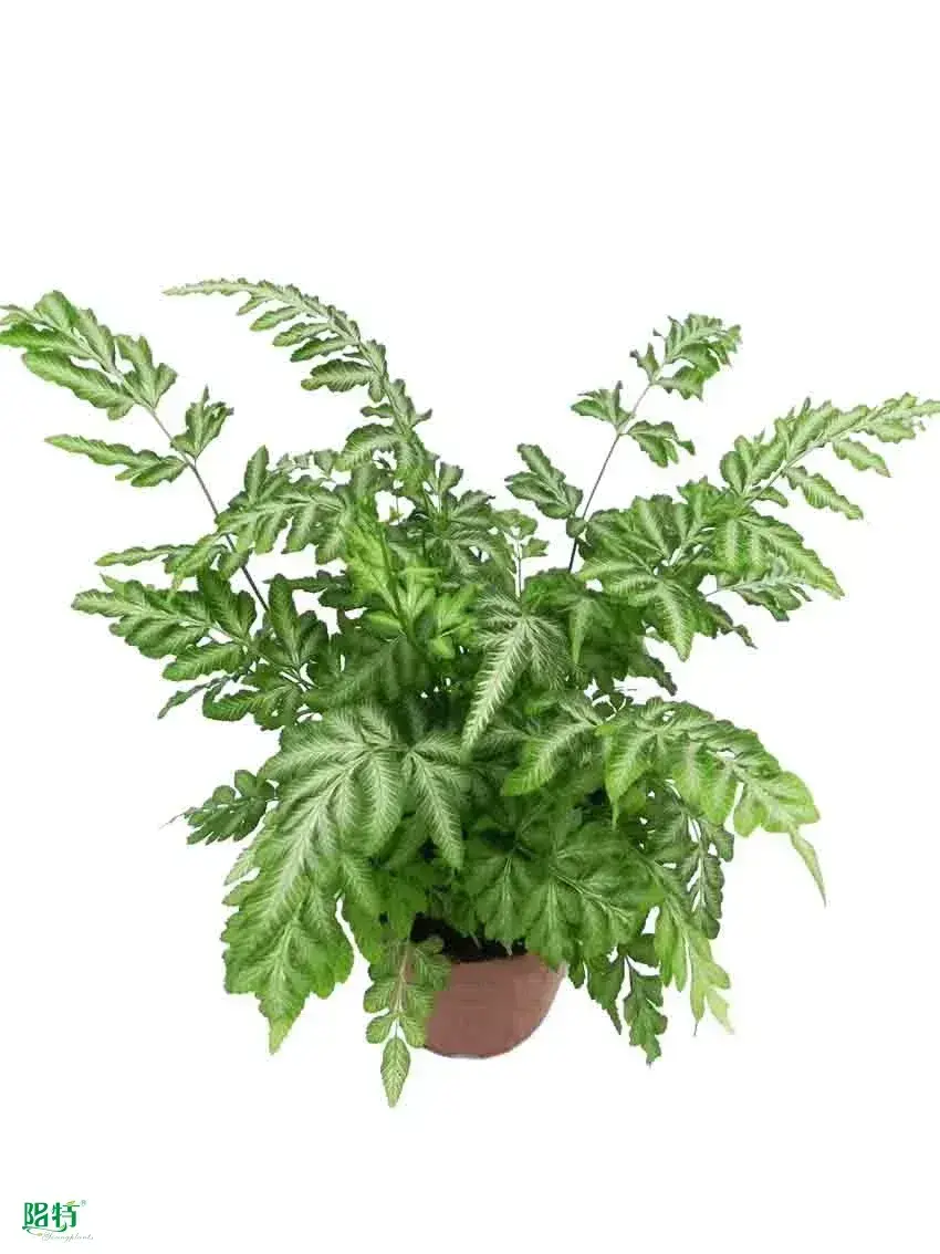 Youngplants | Hot-Sale types of ferns Manufacturers1 1