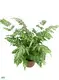Youngplants | Hot-Sale types of ferns Manufacturers1 1