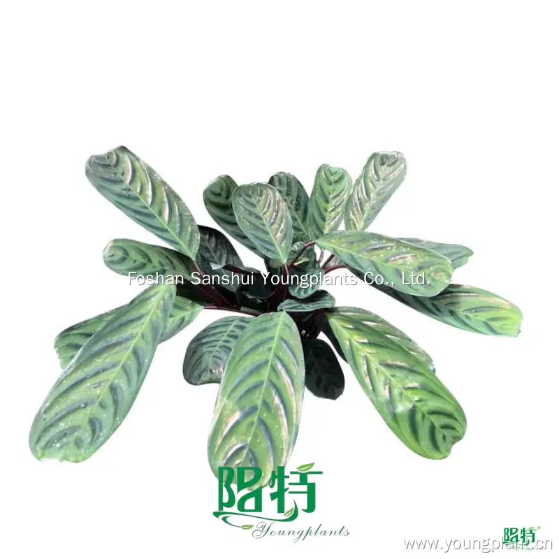 Youngplants | Hot-selling maranta varieties Supply 1