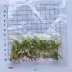 High-quality syngonium podophyllum arrow Suppliers | Youngplants 1