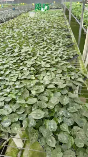 Custom alocasia plant information Suppliers Manufacturer | Youngplants 1
